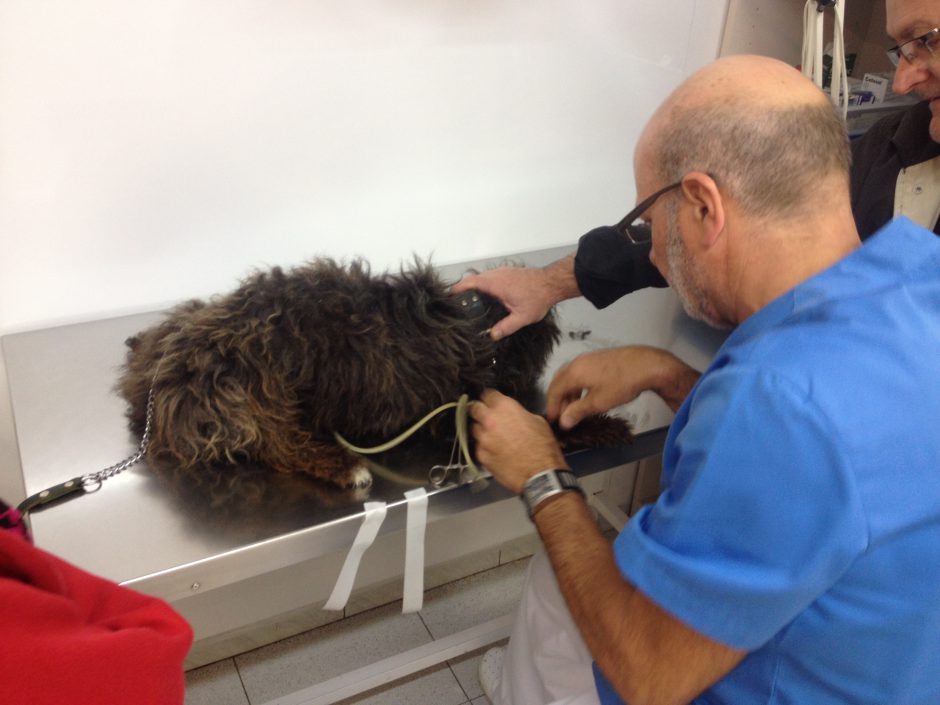 Enric Bladé practicant una extracció de sang