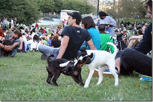 La calor és un dels pitjors enemics de les nostres mascotes La calor és un dels pitjors enemics de les nostres mascotes