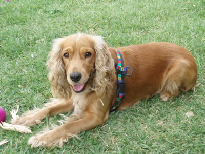 Cocker al camp Cocker al camp