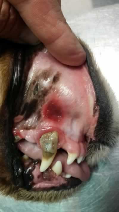 El sarró els provoca mal alè i infeccions bacterianes. Si no s'elimina aviat, amb una neteja dental, pot arribar a ocasionar Gingivitis. Si això no es tracta, acabarà perdent les dents afectades.