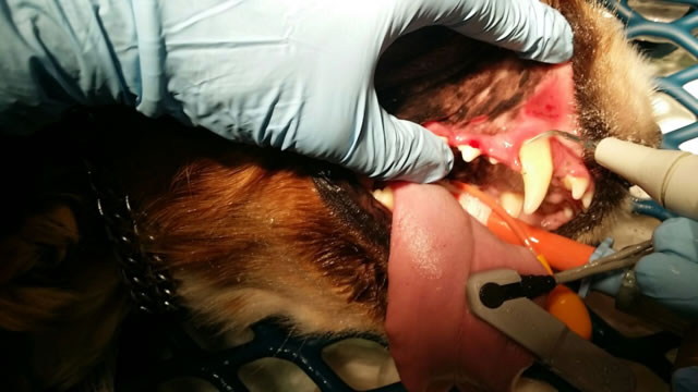 Neteja de boca realitzada a l'Hospital Veterinari de l'Ebre per extreure l'accés de sarró i curar la llaga