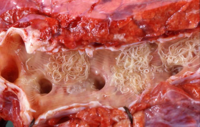 ELS SIGNES NO SÓN EVIDENTS FINS UN PARELL D'ANYS DES DE LA INFECCIÓ INOCULADA PEL MOSQUIT ELS SIGNES NO SÓN EVIDENTS FINS UN PARELL D'ANYS DES DE LA INFECCIÓ INOCULADA PEL MOSQUIT