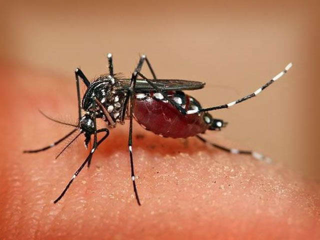 EL VEHICLE PER A TRANSMETRE LA FILARIOSI SÓN EL MOSQUITS DEL GÈNERE CULEX I ANOPHELES EL VEHICLE PER A TRANSMETRE LA FILARIOSI SÓN EL MOSQUITS DEL GÈNERE CULEX I ANOPHELES