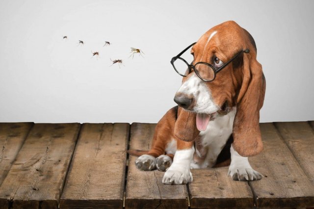 L'hospital veterinari de l'ebre t'ajuda a prevenir la leishmaniosi L'hospital veterinari de l'ebre t'ajuda a prevenir la leishmaniosi