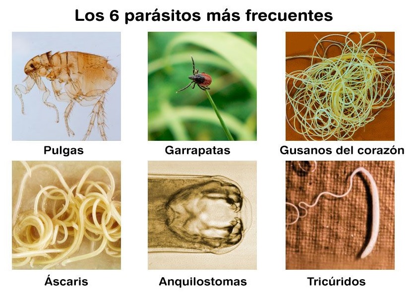 Demanar cita prèvia al mòbil / whatsapp: 656 50 35 77, al fix 977 40 16 57, només urgències: 607 07 15 22 Demanar cita prèvia al mòbil / whatsapp:
656 50 35 77, al fix 977 40 16 57, només urgències: 607 07 15 22