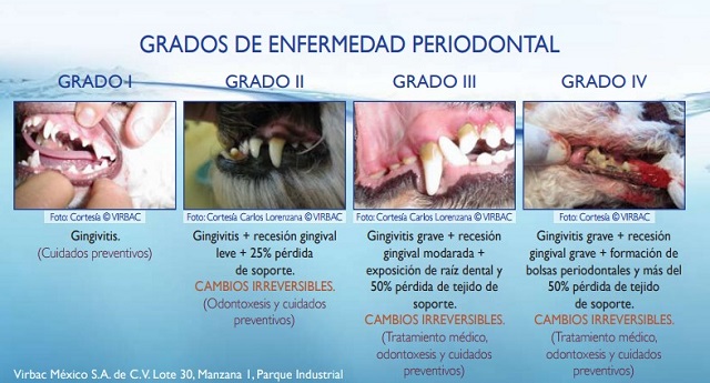 Graus de la periodontitis, no esperis a veure els símptomes, demana cita prèvia a La Clínica Veterinària de l'Ebre