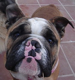 Síndrome del gos braquicèfal: L'anatomia d'algunes races com el  Buldog anglès, Buldog francès, Bóxer, Carlino, el Shar Pei... són races amb una característica comuna, el musell camús "hocico chato"