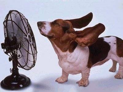 Podem col·locar un ventilador a baixa potència per a refrescar el nostre gos de manera gradual.