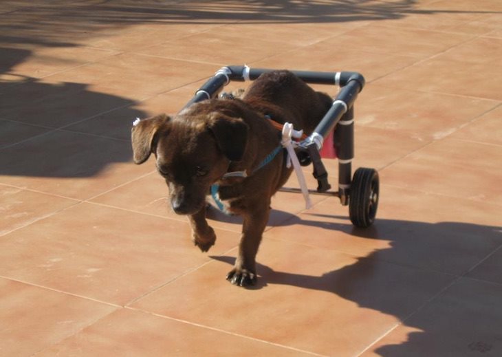 Aquest gos no pot caminar amb les potes posteriors, el seu propietari li ha fet una cadira de rodes perquè pugui sortir al carrer per socialitzar-se amb altres gossos i amb persones.