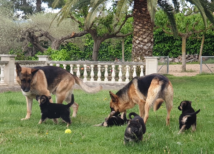 Camada de pastors alemanys, és molt important seguir el pla vacunal Camada de pastors alemanys, és molt important seguir el pla vacunal